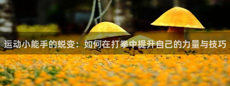 征途国际平台体育：运动小能手的蜕变：如何在打拳中提升